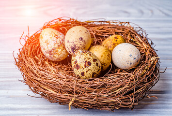 Quail eggs in a nest made of branches on white wooden background. Top view. Closeup