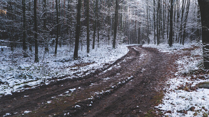 Droga w środku lasu zimą
