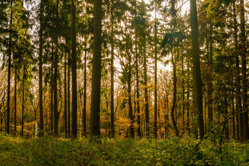 Fototapeta na wymiar Altkönig near Frankfurt in autumn forest