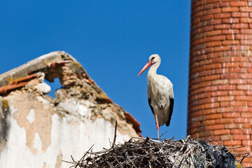 stork and nest on the chimney of an abandoned factory in Olhao, Algarve, Portugal