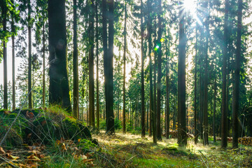 Fototapeta premium Altkönig near Frankfurt in autumn forest