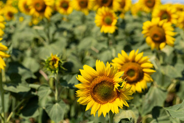 Sunflower Flower Blossom. Field of Golden sunflowers, illuminated by the midday sun.