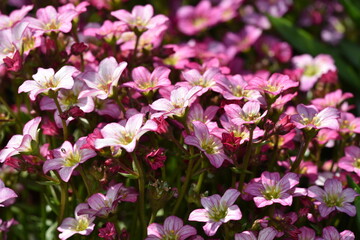 Saxifrage flower - Steinbrech Saxifraga Bluete