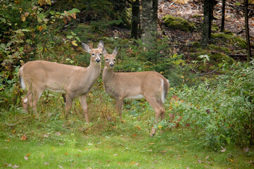 Naklejka na ściany i meble Deer Siblings together by the woods landscape