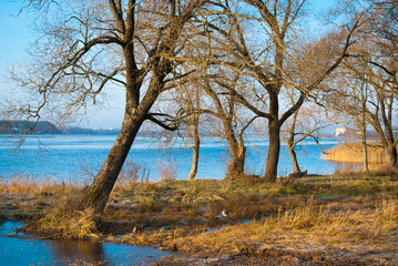 Fototapeta na wymiar Riga, Latvia, Kengarags. trees near the Dvina river