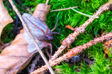 Altkönig near Frankfurt in autumn forest