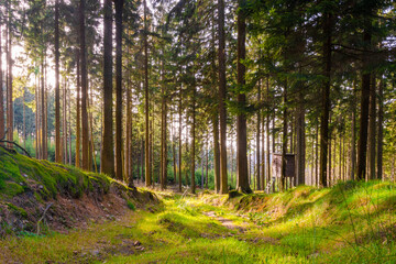 Obraz premium Sunlight in the forest of Altkönig near Frankfurt, Germany – peaceful woodland landscape with trees, moss and a hunting stand in the Taunus mountains