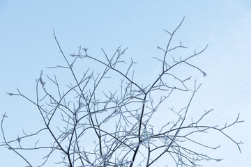 Fototapeta na wymiar branches of a tree in winter