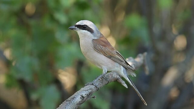 a sparrow on a branch