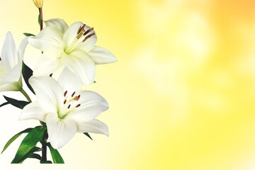Artistic flower.