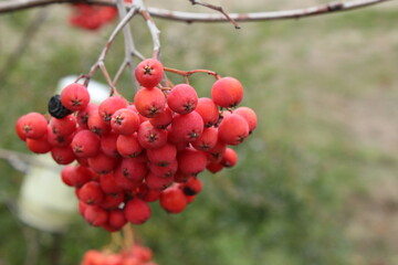 bunch of ash with orange bright berries on a washed green background autumn winter