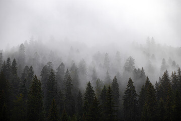 The forest covered in fog