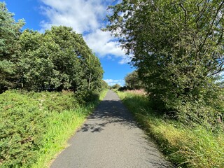 Obraz premium Looking up, Bedlam Lane, with wild plants, trees and flowers, on a hot summers day in, Norwood, Harrogate, UK