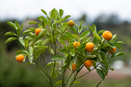 naranjas y frutos c&iacute;tricos de Colombia