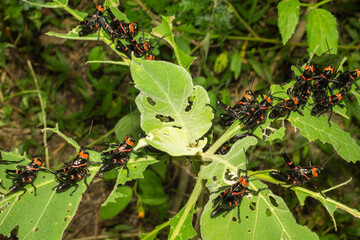 grillos negros con naranja sobre hojas verdes