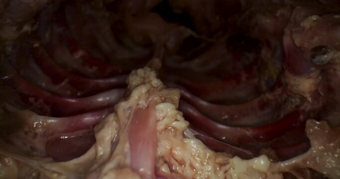 Travel through the inside of a raw chicken with a probe lens.