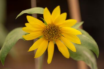 Flowers and orchid from Colombia