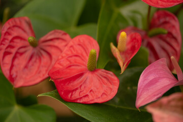 Flowers and orchid from Colombia