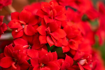 Flowers and orchid from Colombia