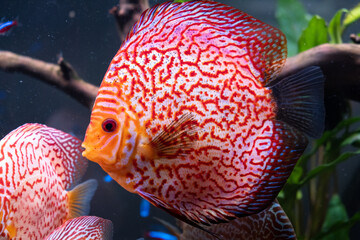 portrait of a red tropical Symphysodon discus fish in a white background