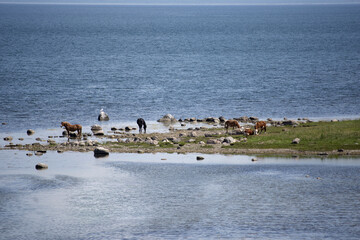 Horses and cows laying by the Baltic sea