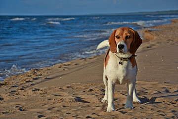 Beagle on the beach by the sanked ship in the sunset