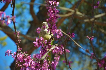 Loro parado en un árbol