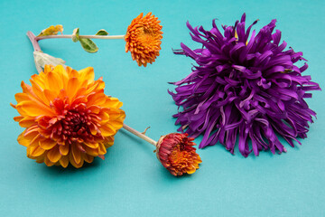 Flower composition with orange purple and blue colors