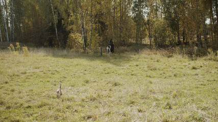 Rear view of a girl riding a beautiful horse going into the distance. Forest autumn landscape,...