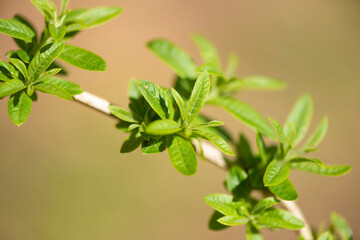 Plants from Colombia, medical and decorative
