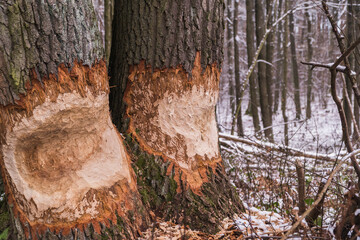 Obgryzione przez bobry drzewo w lesie zimą