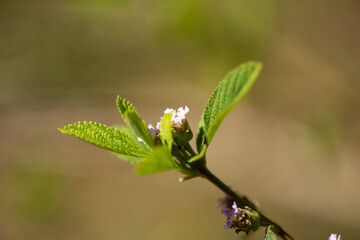 Plants from Colombia, medical and decorative