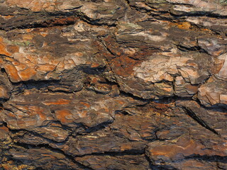 Pine bark texture close up.