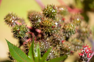 Plants from Colombia, medical and decorative