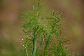 Plants from Colombia, medical and decorative