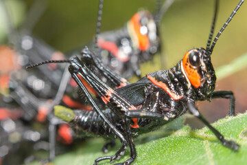 grillos negros con naranja sobre hojas verdes