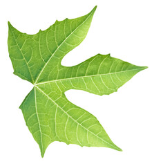 leaf isolated on a white background with clipping path.