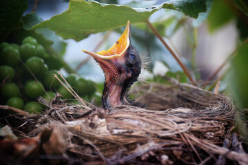 A tiny baby blackbird reaches up out of its nest for food