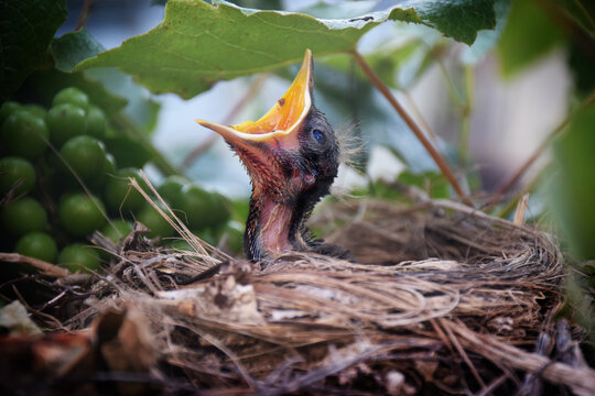 A Tiny Baby Blackbird Reaches Up Out Of Its Nest For Food