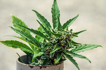 A bud of marijuana in the pot