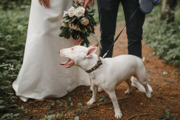 dog with bride and groom