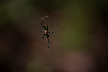 Spiders from Colombian forest
