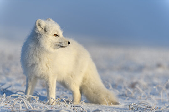 Arctic fox (Vulpes Lagopus) in wilde tundra. Arctic fox standing.