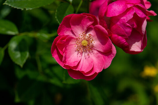 View of pink rosa canina flowers in the summer garden