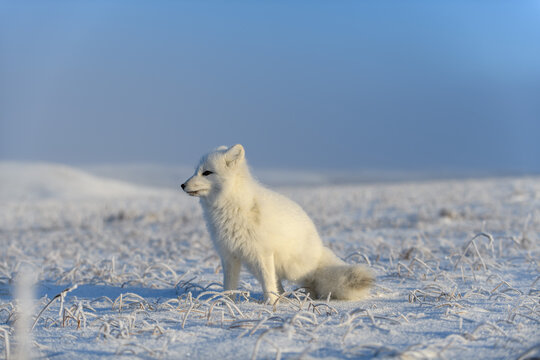 Arctic fox (Vulpes Lagopus) in wilde tundra. Arctic fox sitting. © Alexey Seafarer