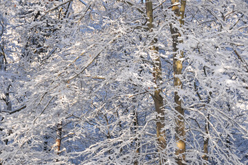 Snow covered beech trees in the forest
