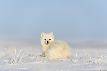 Arctic fox (Vulpes Lagopus) in wilde tundra. Arctic fox lying. Sleeping in tundra.