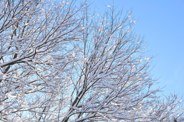 tree branches covered in snow and ice
