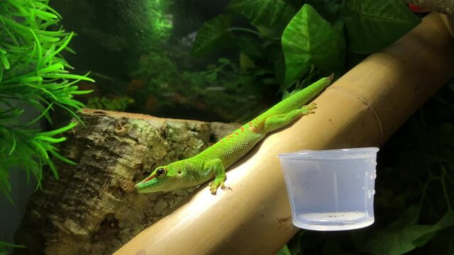 Ein gr&uuml;ner Gecko im Terarium