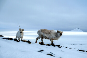 Naklejka premium Svalbard reindeer in winter
